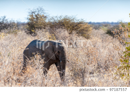 An African Elephant browsing through the bushes of Etosha National Park 97187557