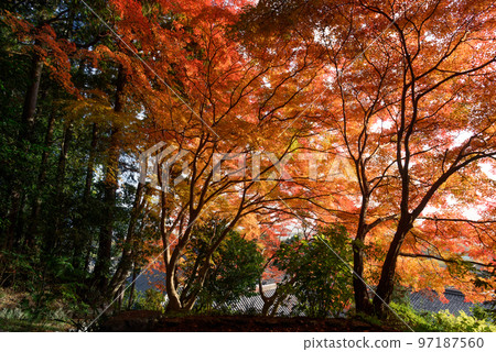 Autumnal leaves forest 97187560