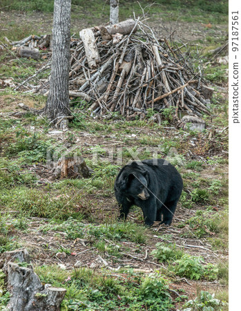 Wild Black Bear walks in forests of Acadieville National Park, New Brunswick Kouchibouguac River Canada 97187561