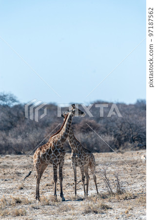 Closeup of two angolan giraffes 97187562