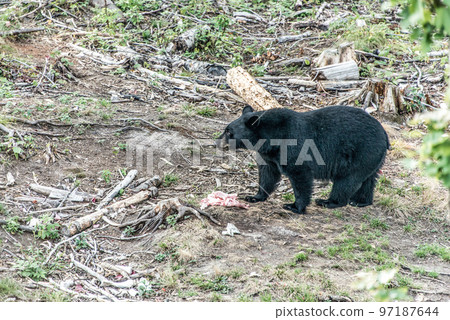 Wild Black Bear walks in forests of Acadieville National Park, New Brunswick Kouchibouguac River Canada Wild Black Bear walks in forests of Acadieville National Park, New Brunswick Kouchibouguac River Canada 97187644