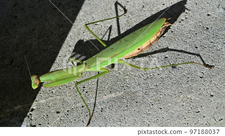 Praying mantis looking for sunlight Praying mantis looking for sunlight 97188037