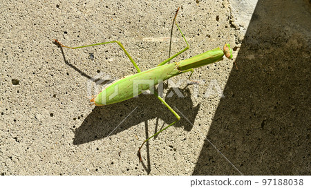 尋找陽光的螳螂 97188038