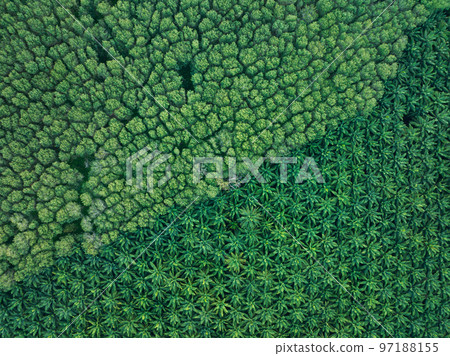 Top view aerial shot of the palm grove with green trees forest,palm grove and shadows from palm trees,Amazing nature trees background 97188155