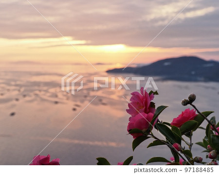 Sasanqua flowers at Cape Manyo 97188485