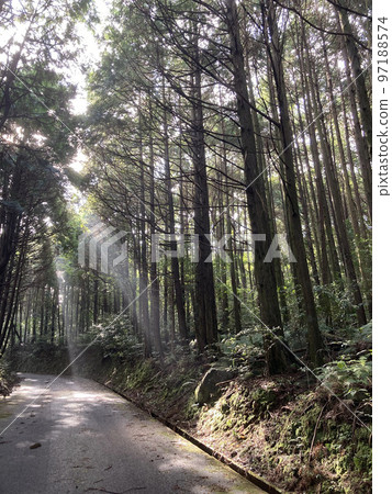 Forest road through sunlight through the sun Forest road through sunlight through the sun 97188574