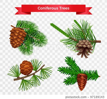 Coniferous Trees Transparent Set Coniferous Trees Transparent Set 97189143