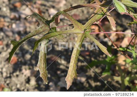 Okra Okra 97189234