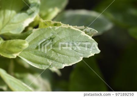 Basil Pesto Perpetuo 97189250