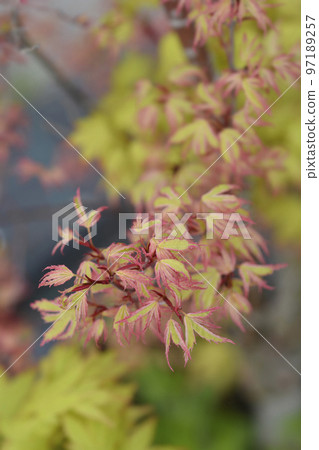 Butterfly Japanese Maple 97189257