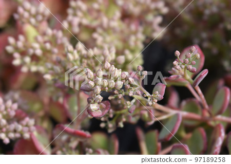 October stonecrop October stonecrop 97189258