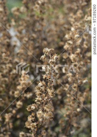 Sticky aster 97189260