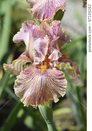 Tall bearded iris Queen in Calico 97189262