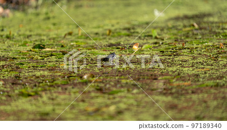 Turtle head profile emerging over the water 97189340