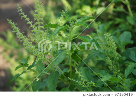 Holy basil tree , Thai basil , Ocimum sanctum L ,Tulsi tree , Ocimum tenuiflorum L 97190419