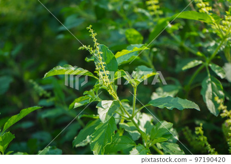 Holy basil tree , Thai basil , Ocimum sanctum L ,Tulsi tree , Ocimum tenuiflorum L 97190420