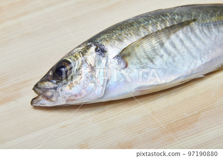 竹莢魚特寫 97190880