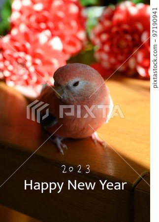 New Year's card material parakeet and dahlia 97190941