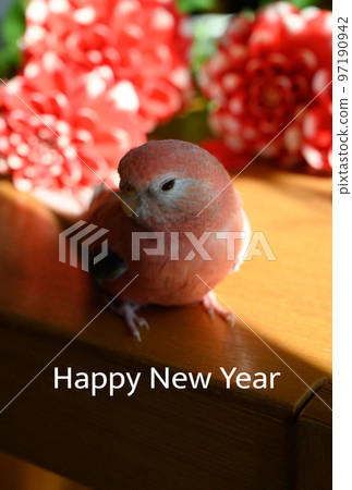 New Year's card material parakeet and dahlia 97190942