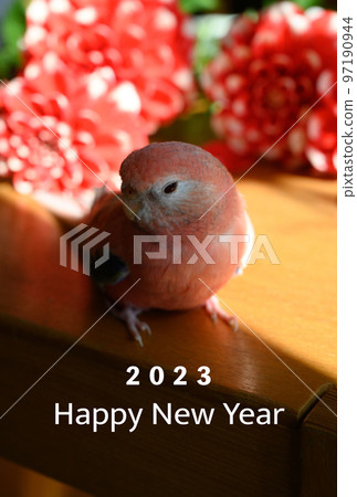 New Year's card material parakeet and dahlia New Year's card material parakeet and dahlia 97190944