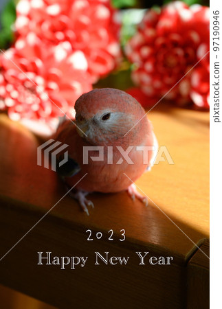 New Year's card material parakeet and dahlia 97190946