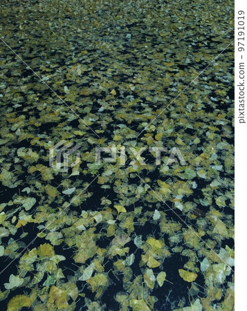 銀杏地毯 97191019