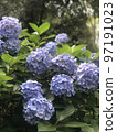 繡球花盛開在市中心的綠洲 97191023