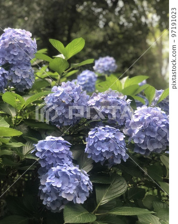 繡球花盛開在市中心的綠洲 97191023