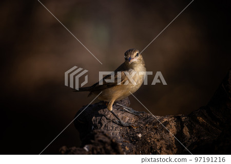 Oriental Reed Warbler on dry branch tree. 97191216