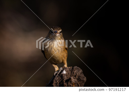Oriental Reed Warbler on dry branch tree. 97191217