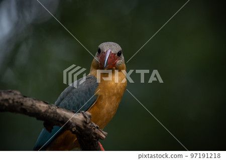 Stork-billed Kingfisher on the branch tree. 97191218