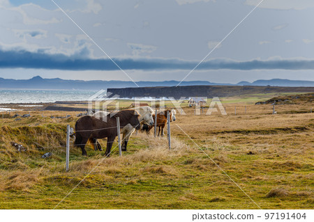 Typical Icelandic horses grazing by the coast, Iceland Typical Icelandic horses grazing by the coast, Iceland 97191404
