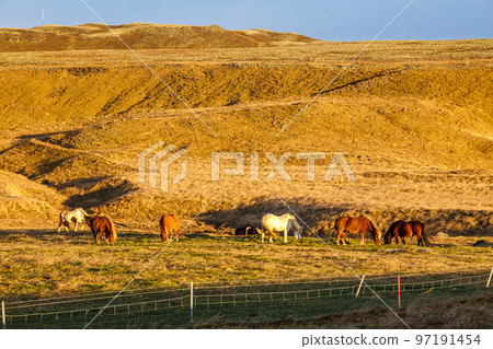 Icelandic horses in Thingvellir National Park, Iceland Icelandic horses in Thingvellir National Park, Iceland 97191454