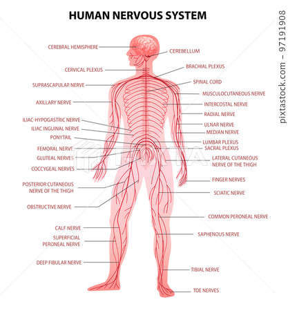Human Body Nervous System Human Body Nervous System 97191908