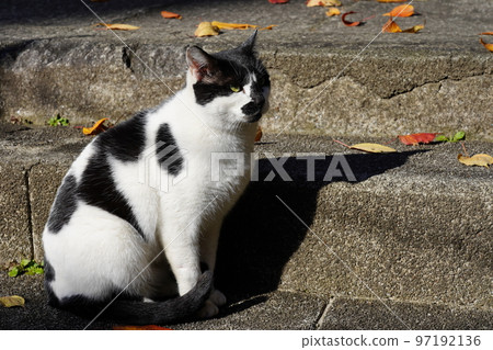 tabby cat in the early afternoon tabby cat in the early afternoon 97192136