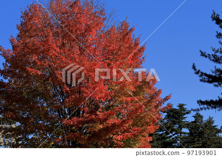 盛岡城跡公園的佐藤楓 盛岡城跡公園的佐藤楓 97193901