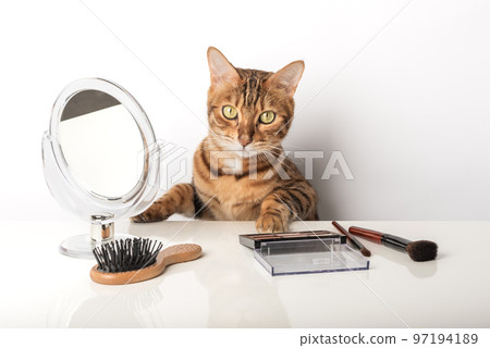 Funny domestic cat makes makeup near the mirror 97194189