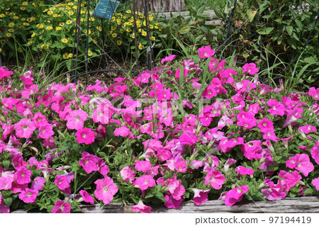 Garden of Flowers Safinia Flowerbed Garden of Flowers Safinia Flowerbed 97194419