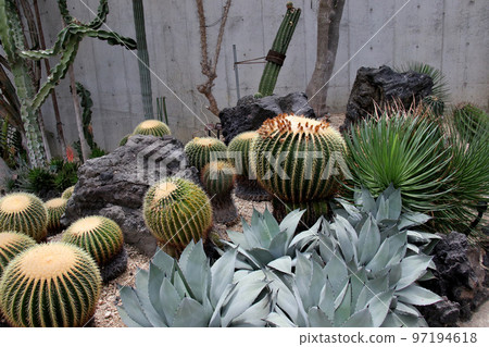 Garden of flowers, cactus in the greenhouse 97194618