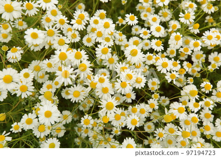 洋甘菊盛開 洋甘菊盛開 97194723