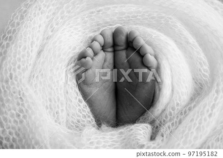 Soft feet of a newborn in a woolen blanket Close-up of toes, heels and feet of a baby.The tiny foot of a newborn. Baby feet covered with isolated background. Black and white studio macro photography Soft feet of a newborn in a woolen blanket Close-up of toes, heels and feet of a baby.The tiny foot of a newborn. Baby feet covered with isolated background. Black and white studio macro photography 97195182
