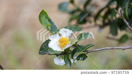 Green tea tree Flower fresh leaves in eco herbal farm. Tree tea plantations in morning sun light. Freshness herbal natural garden farmland. Drinking organic relax. Green tea tree in farm 97195739