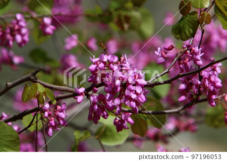 Almond blossoms in the city garden. Almond blossoms in the city garden. 97196053