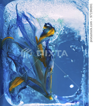 Background of iris flower in ice cube with air bubbles. Consept for spring card 97196891