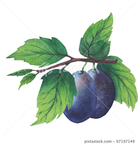 Set of watercolor plum tree branches with green leaves and fruits. Set of watercolor plum tree branches with green leaves and fruits. 97197149