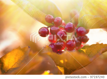 Red viburnum in the nature Red viburnum in the nature 97197240