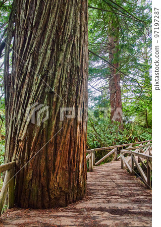 Wooden walking bridge has large Redwood tree cut into it Wooden walking bridge has large Redwood tree cut into it 97197287