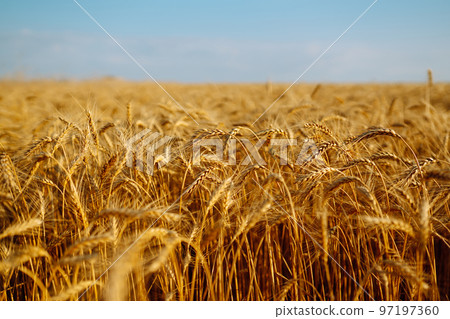 Backdrop of ripening ears of yellow wheat field on the sunset. Close up nature photo Idea of a rich harvest 97197360