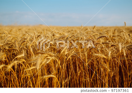 Backdrop of ripening ears of yellow wheat field on the sunset. Close up nature photo Idea of a rich harvest 97197361
