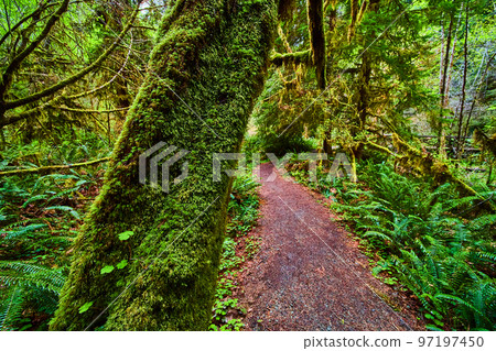 Trunk covered in moss next to clean and simple dirt trail and fern-covered forest Trunk covered in moss next to clean and simple dirt trail and fern-covered forest 97197450